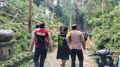 Pohon tumbang di kawasan wisata Monkey Forest, Ubud, pada Selasa (10/12/2024) dan menewaskan dua orang WNA asal Prancis dan Korea Selatan.