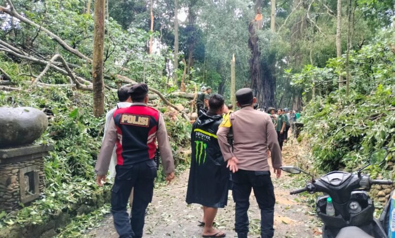 Pohon tumbang di kawasan wisata Monkey Forest, Ubud, pada Selasa (10/12/2024) dan menewaskan dua orang WNA asal Prancis dan Korea Selatan.