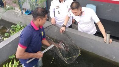 Kepala Lapas (Kalapas) Kelas IIA Jember, RM. Kristyo Nugroho, secara langsung memantau budidaya ikan air tawar yang dikembangkan oleh warga binaan, Rabu (26/2/2025). (Dok.ist).