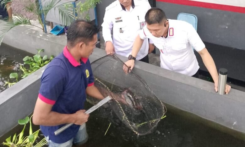 Kepala Lapas (Kalapas) Kelas IIA Jember, RM. Kristyo Nugroho, secara langsung memantau budidaya ikan air tawar yang dikembangkan oleh warga binaan, Rabu (26/2/2025). (Dok.ist).