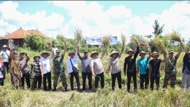 PT Agro Industri Nasional (Agrinas) menggelar panen padi perdana serta penyerapan gabah petani di Subak Umase, Desa Sibang Gede, Kecamatan Abiansemal, Jumat (28/2/2025). (Dok.ist).