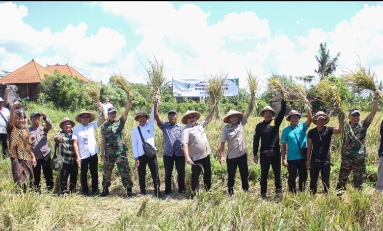 PT Agro Industri Nasional (Agrinas) menggelar panen padi perdana serta penyerapan gabah petani di Subak Umase, Desa Sibang Gede, Kecamatan Abiansemal, Jumat (28/2/2025). (Dok.ist).