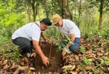 Plt. Ka UPTD KPH Bali Utara, Hesti Sagiri (kanan) saat sedang menanam pohon. (deok.istimewa)