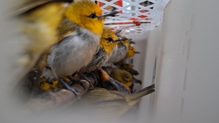 Burung dengan jenis Pleci Wallacea. (dok.Rahma)
