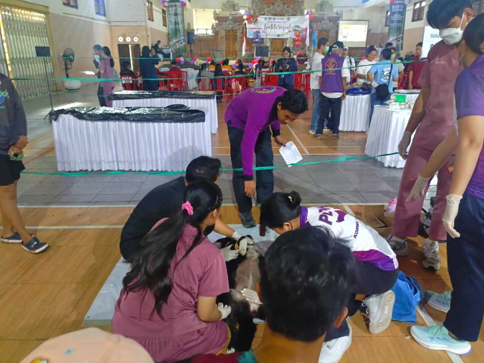 Persatuan Dokter Hewan Indonesia (PDHI) Bali bersama Fakultas Kedokteran Hewan Universitas Udayana dan Pemerintah Kabupaten Badung gelar vaksinasi dan sterilisasi hewan gratis di kawasan Kuta Selatan, Sabtu (25/4/2026). (dok: istimewa)
