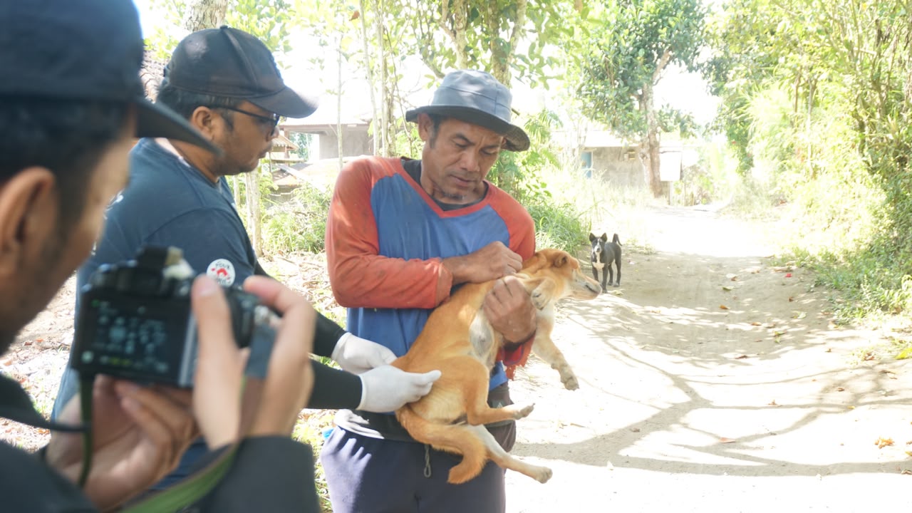 Kolaborasi Bali Animal Welfare Association (BAWA) dan Mahasiswa KKN-PPM UGM 2026 Mentari Kintamani, gelar program vaksinasi rabies, sterilisasi anjing, serta edukasi kesejahteraan hewan di Desa Batur Tengah, Kecamatan Kintamani, Kabupaten Bangli, sepanjang Juli 2026. (dok: istimewa)