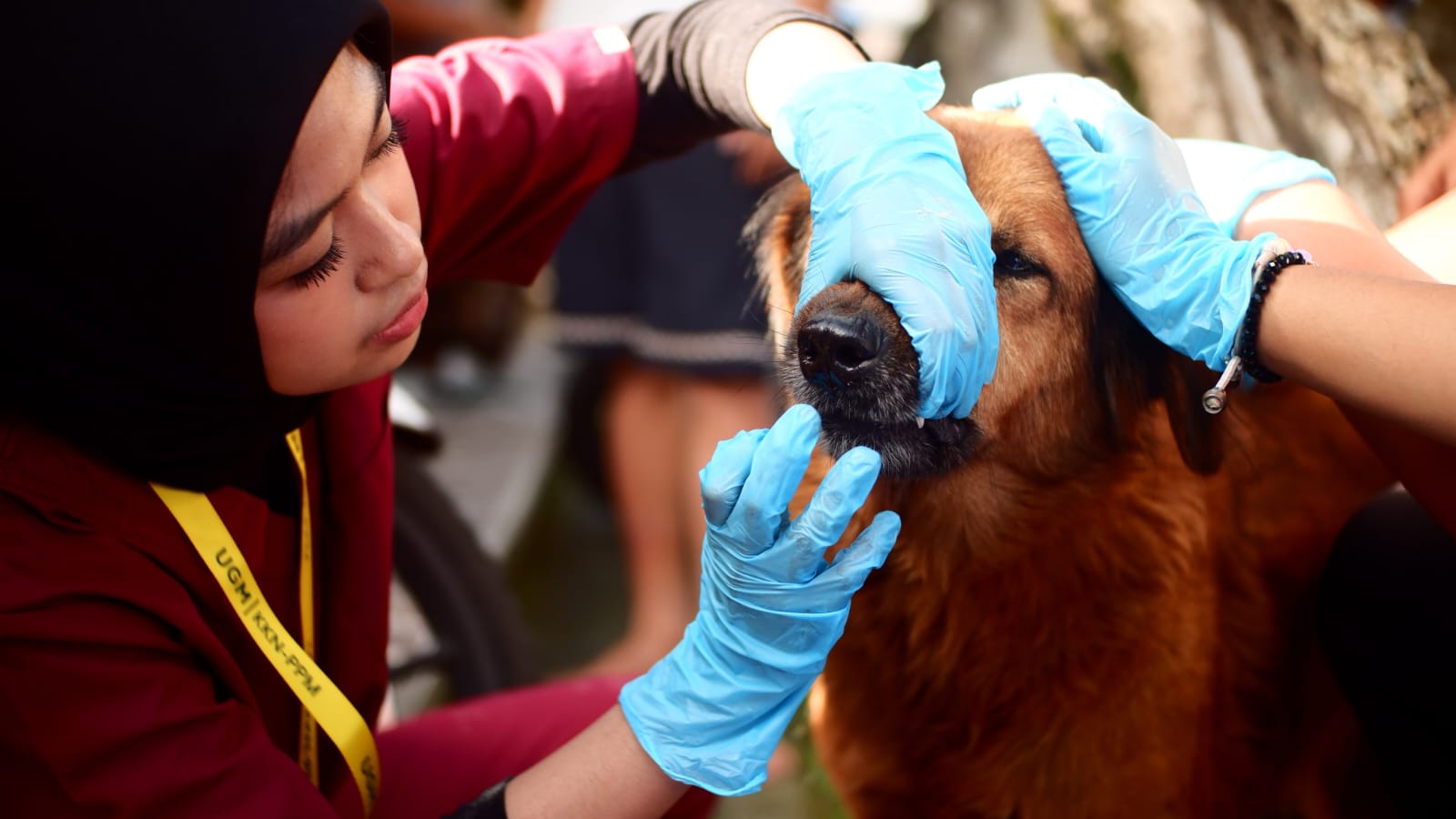 Tim KKN-PPM UGM Kembara Tegallalang gelar edukasi pencegahan cacingan pada anjing di Desa Kedisan dan Desa Pupuan, Kabupaten Gianyar. (dok: istimewa)